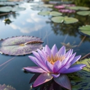 Seed Of Kindness - Holistic Practitioners