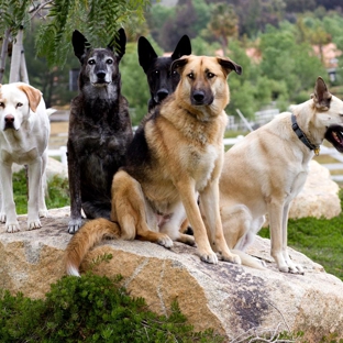 Dominant Dogs Training