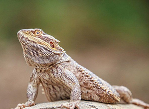 Avonsleigh Veterinary Clinic - Avonsleigh, VIC