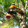 Highpoint Tree Care