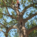 Chop Chop Tree - Tree Service