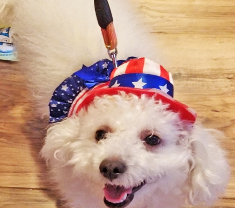 PAWsitively Sweet Bakery - San Antonio, TX. Coco is looking adorable in her patriotic colors!