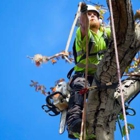 Arbor Max Tree Service