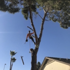 Goodyear Tree Service