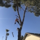 Goodyear Tree Service