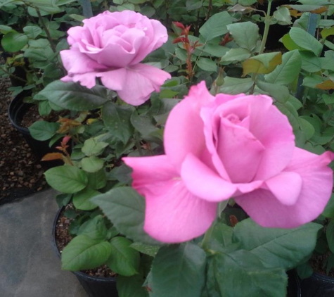 Coulter Gardens & Nursery - Amarillo, TX. Coulter Gardens own grown Roses available every April