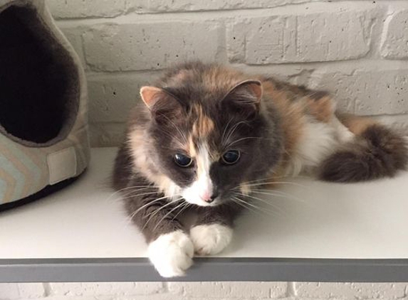 Geelong Cat Retreat - Armstrong Creek, VIC