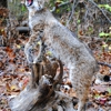 Wildcat Taxidermy gallery