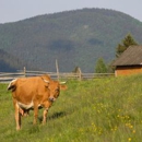 Arrowhead Beef - Meat Markets