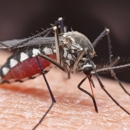 Miche Pest Control - Pest Control Services-Commercial & Industrial