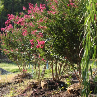 Mr. Jack's Tree Farm - Charlotte, NC