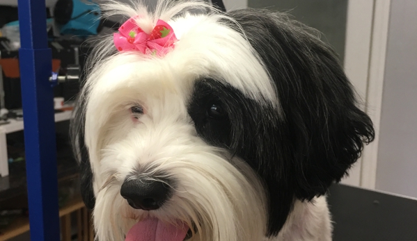 Grooming Tails - Mamaroneck, NY. Bonnie waiting for mommy ����