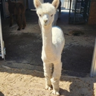 Sawdust Alpacas