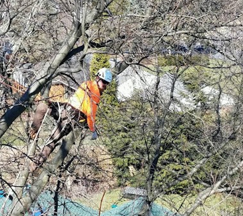 Aikey's Tree Service - Bellefonte, PA