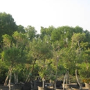 Jean Landess - Landscape Contractors