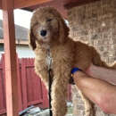 Valley Goldendoodles - Pet Breeders