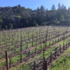 Checkerboard Vineyards gallery