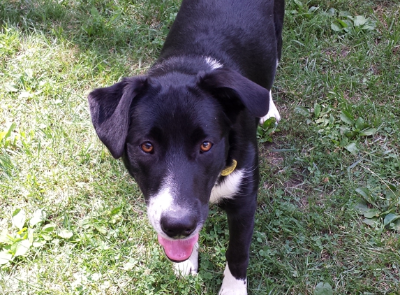 Aladdin's Bark Group - Overland Park, KS