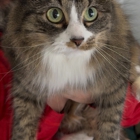 Muirfield Animal Hospital