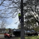 Ascend Tree Service