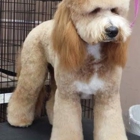 Pet Kingdom Grooming Salon