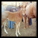 Hunewill Ranch - Ranches