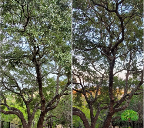 Rooted In Texas Tree Care