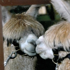 The Alpacas Of Spring Acres