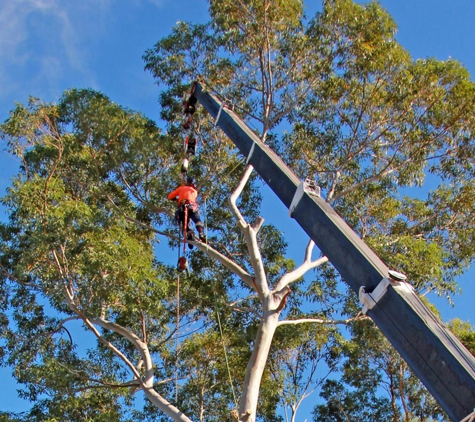 Above All Tree Services - Engadine, NSW