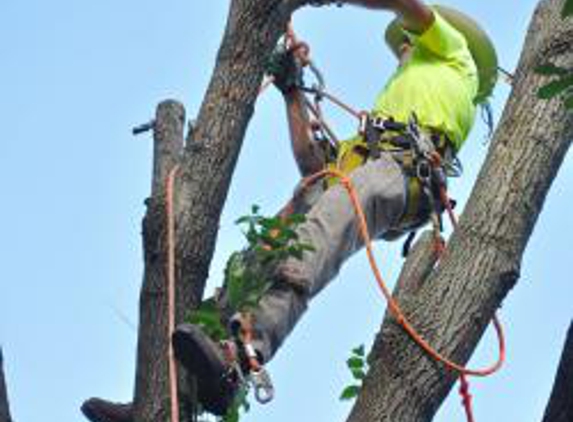 Tree Barber Enterprises, Inc - Escondido, CA