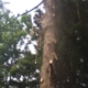 lumberjack Tree Service