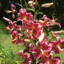 Quality Island Landscaping - Northport - Landscape Contractors
