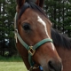 Timber Ridge Equestrian Center