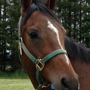 Timber Ridge Equestrian Center