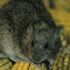 Reliable Rodent Solutions gallery