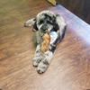 All Paws Grooming gallery