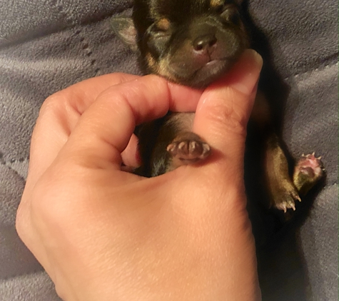 Dreamer's Pups - Adamsville, TN. New Babies Have Arrived! ����