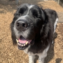 Canine Behavioral Services Inc. - Pet Training