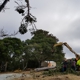 Rodriguez tree service