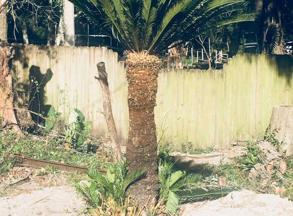 Florida Passion Fruit Vineyard llc - Orlando, FL. Sago palm transplanted