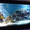 Nemo Aquarium 2 gallery