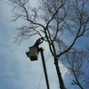 Absolute Tree Surgeons - Tree Service