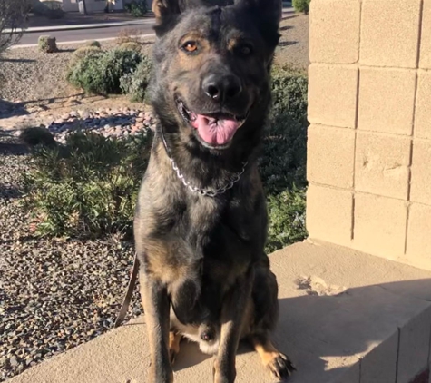 Pat's K9 Training - Goodyear, AZ