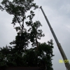 Bills A1 Professional Tree Service gallery