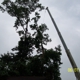 Bills A1 Professional Tree Service