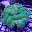 Ocala Reef, Inc. - Aquaculture