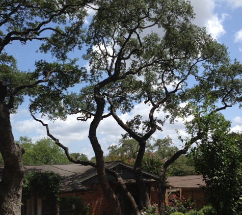 The Tree Guy - San Antonio, TX