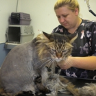 Dirty Paws Grooming Spa