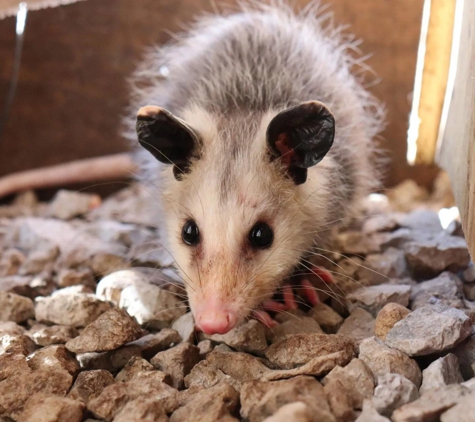 Critter Detectives - Addison, IL