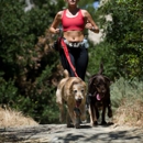 Trailblazing Tails Portland - Dog Training